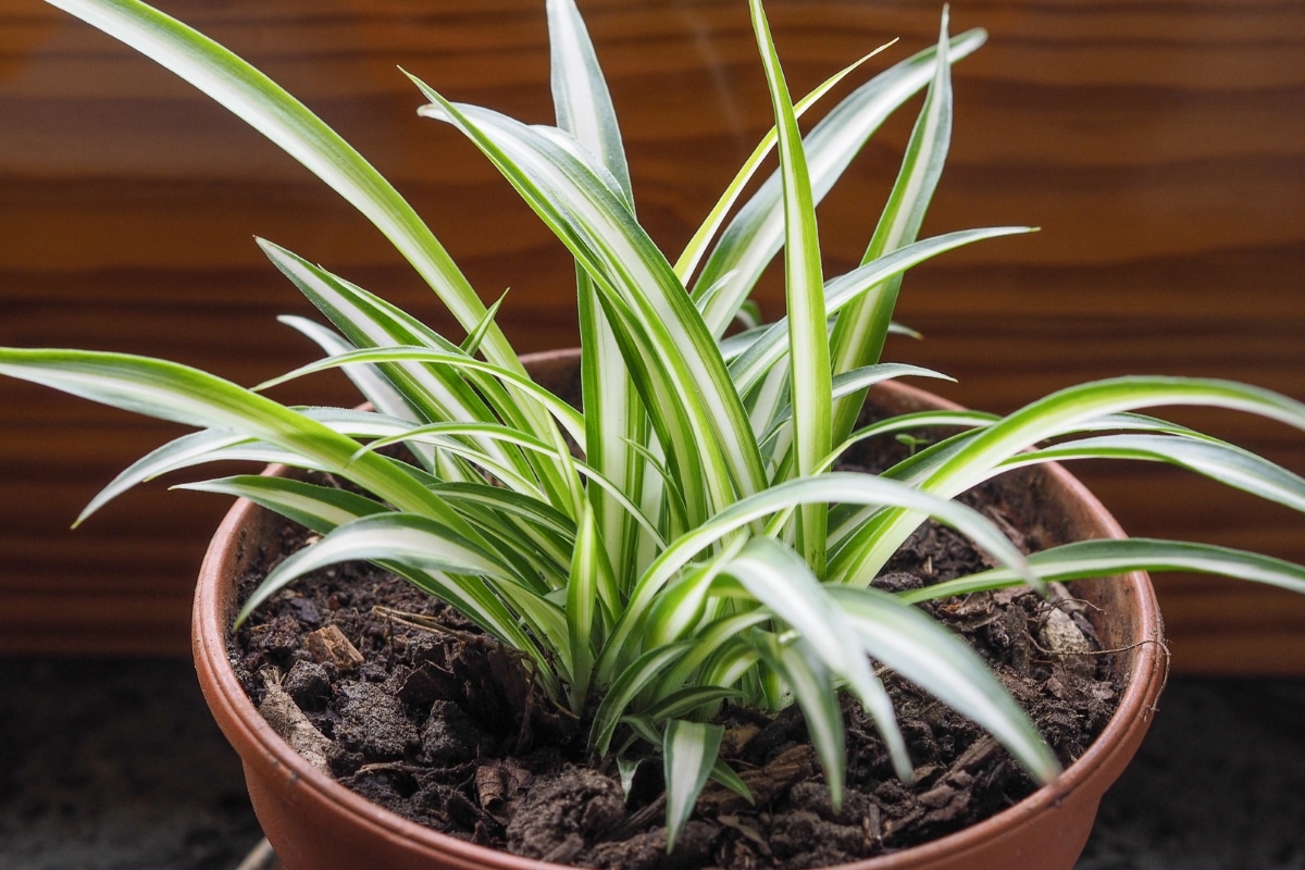 Chlorophytum comosum