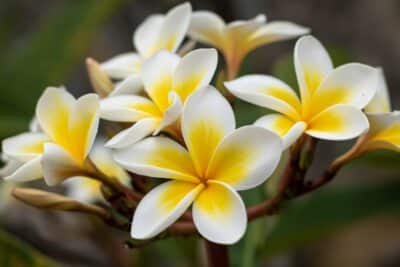 Comment cultiver et entretenir le frangipanier au printemps pour une floraison parfumée