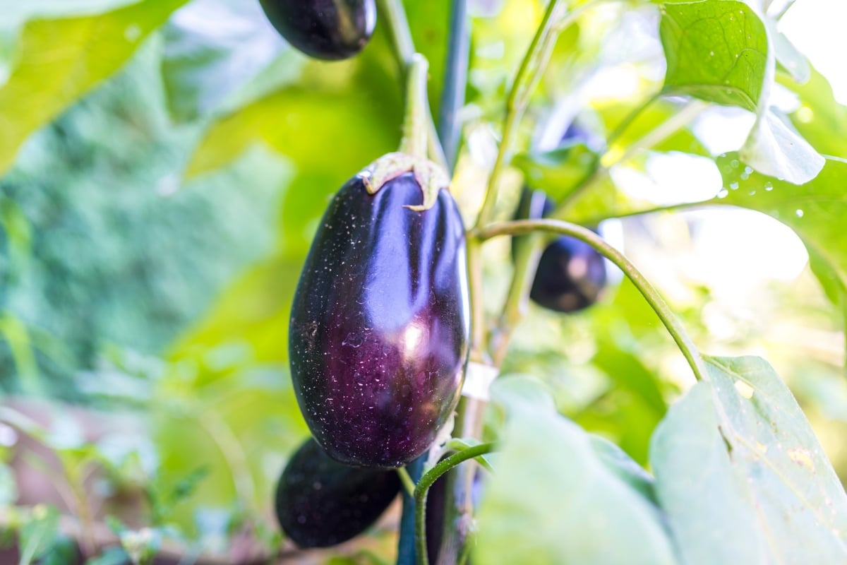 Comment réussir la culture d'aubergines dans votre potager