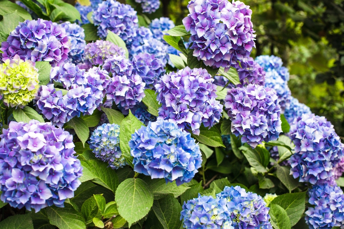 De blanc à bleu ou rose comment changer la couleur de vos hortensias