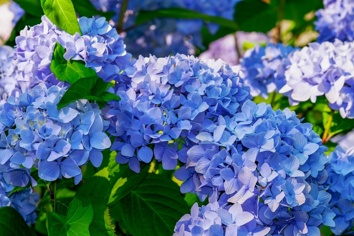 Des hortensias bleus