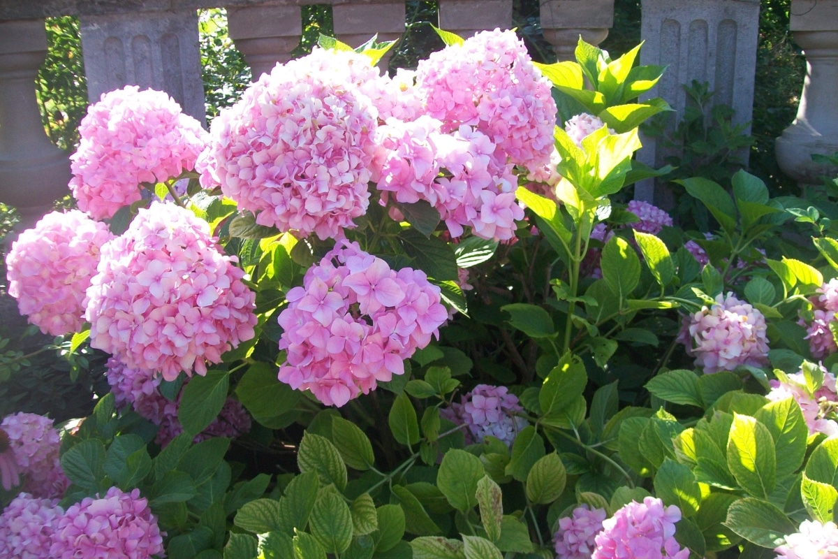 Des hortensias roses