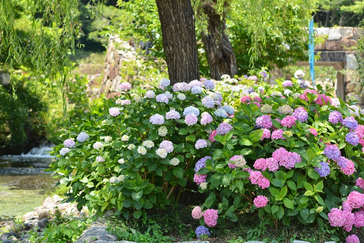 Des hortensias