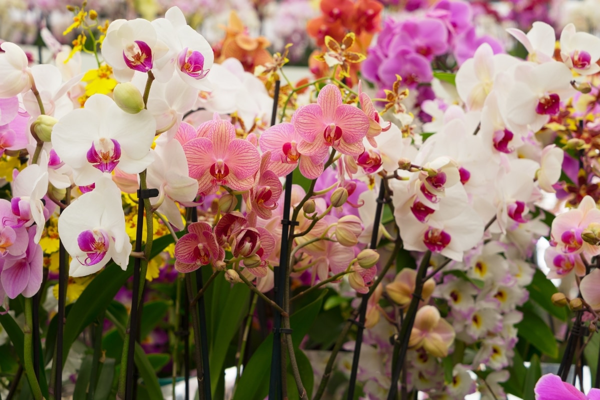 Des orchidées