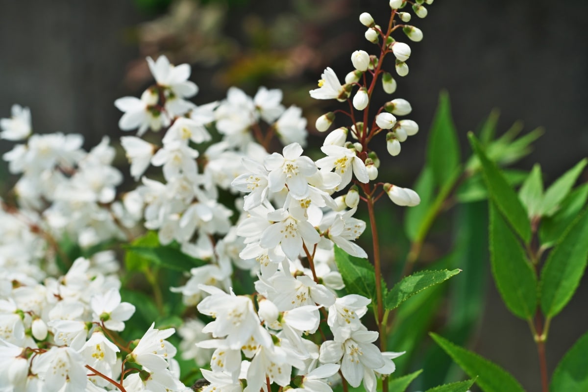 Deutzia