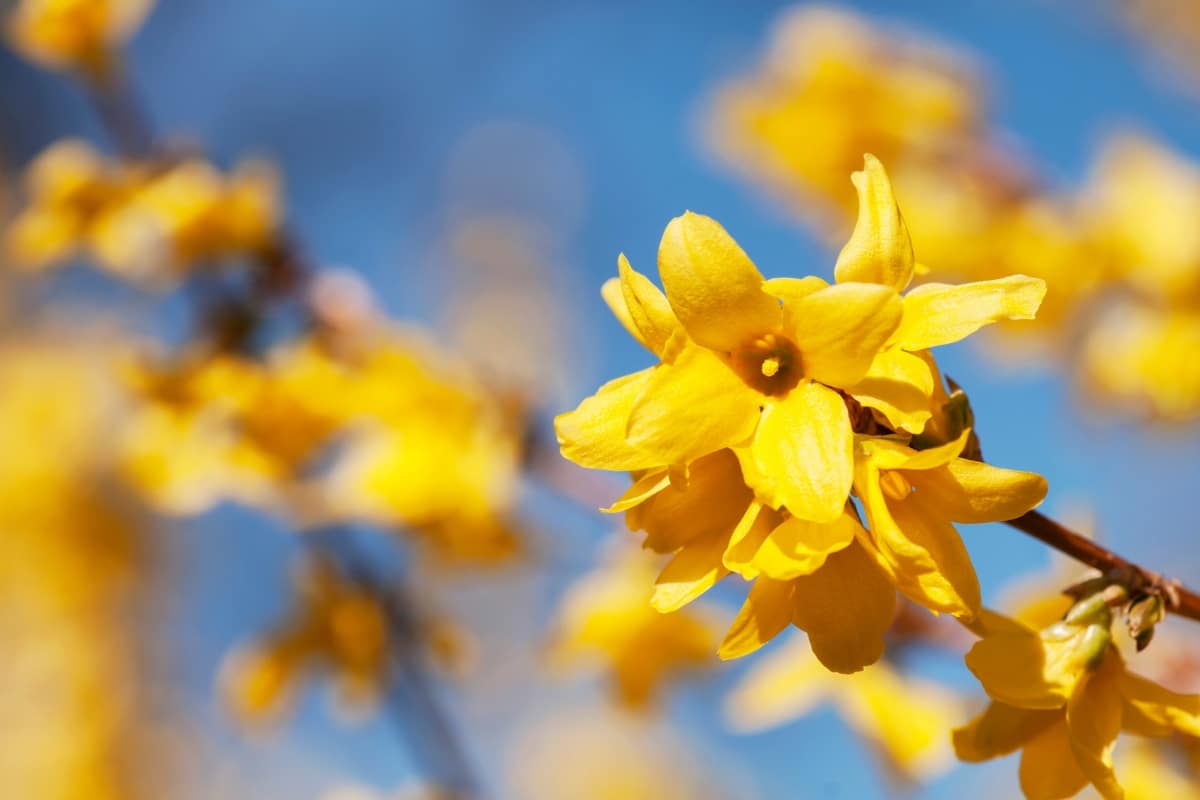 Forsythia