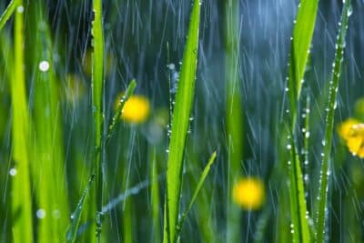 Goutte froide au jardin