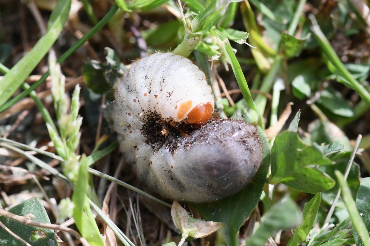 Cétoine : précieux allié ou ravageur de votre jardin