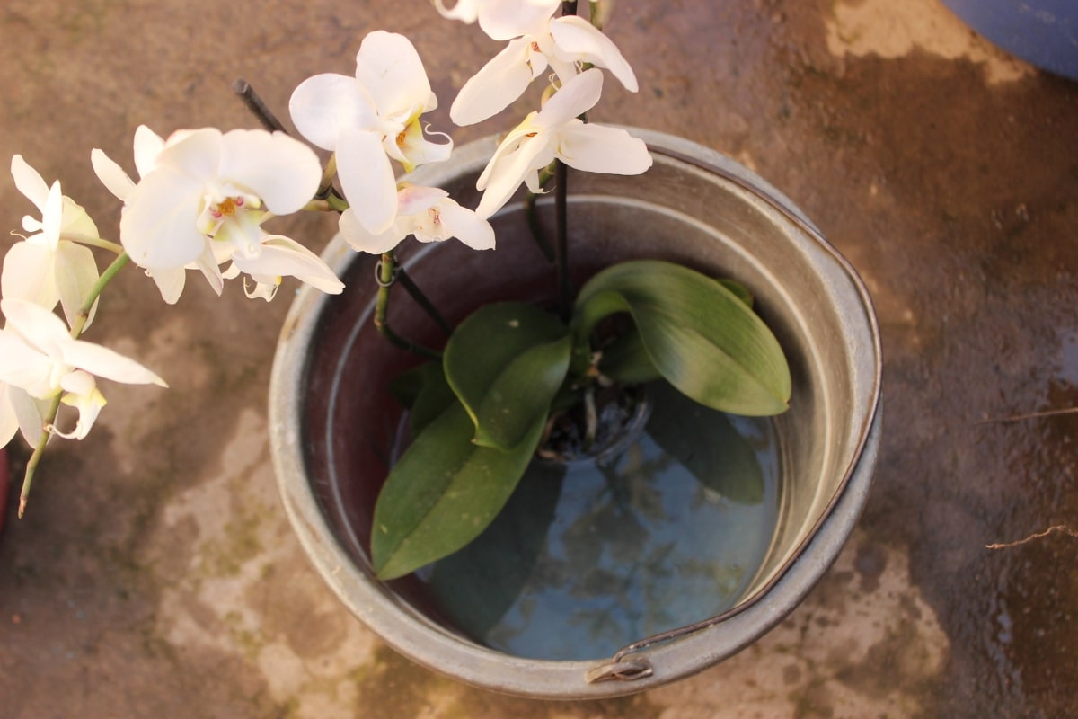 Le bassinage des orchidées