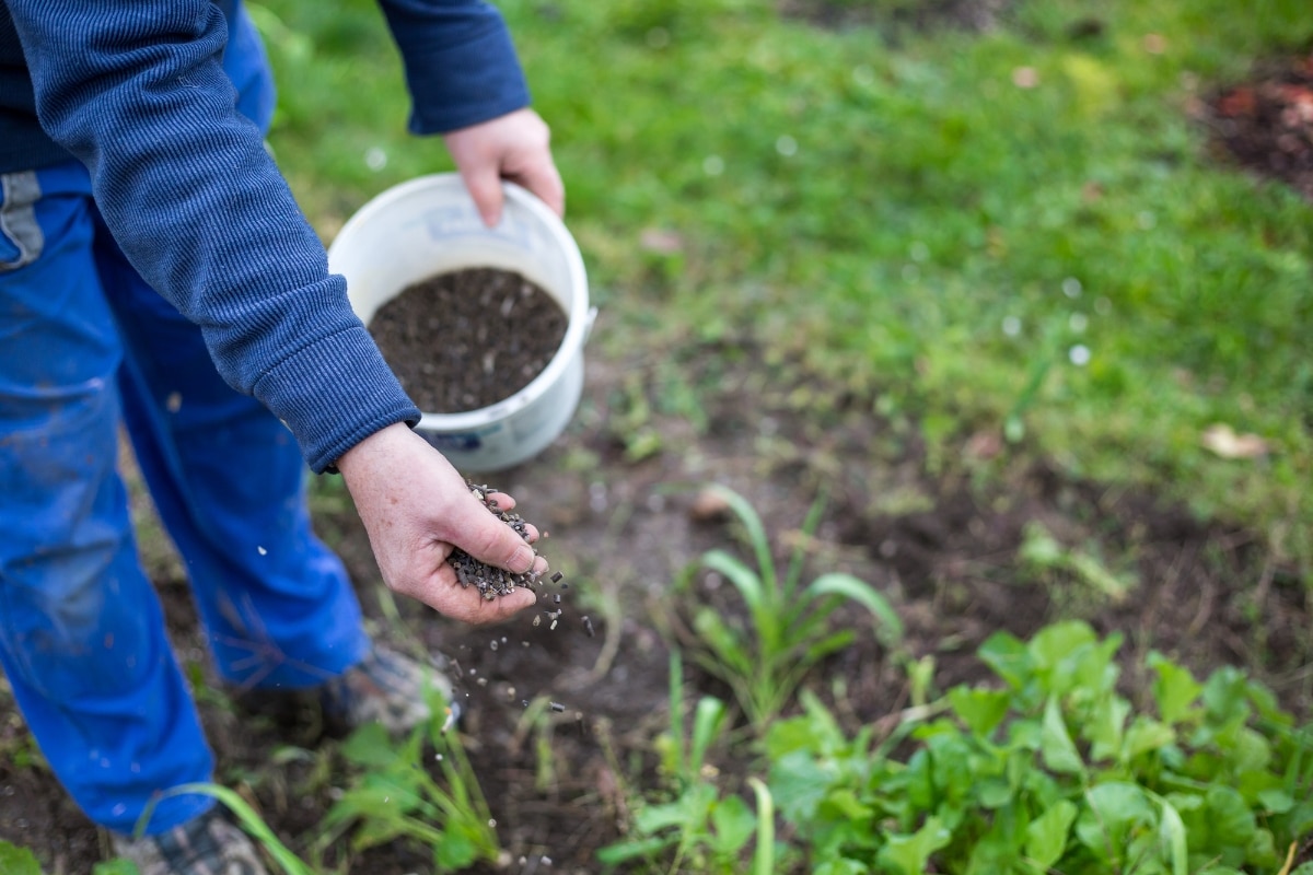 Le guano un engrais naturel pour booster la croissance et la robustesse de vos plantes