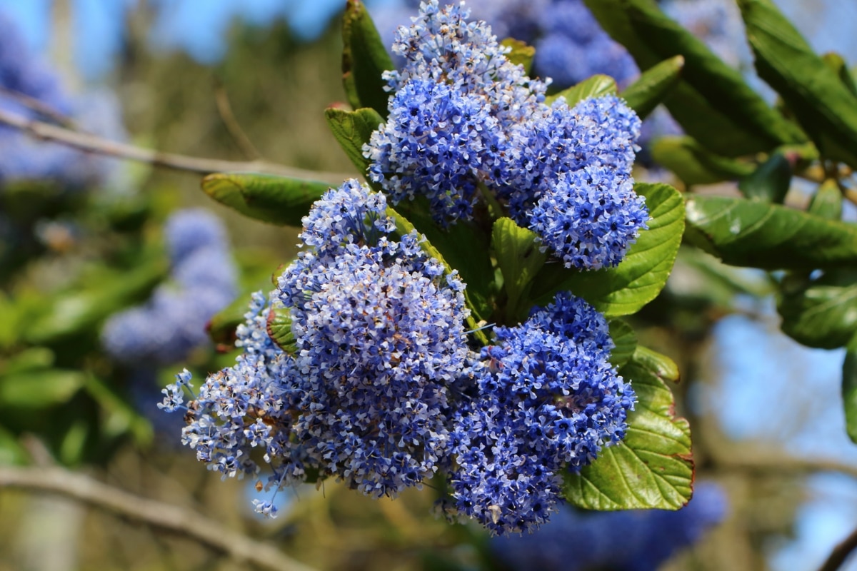 Les fleur bleues du Céanothe 