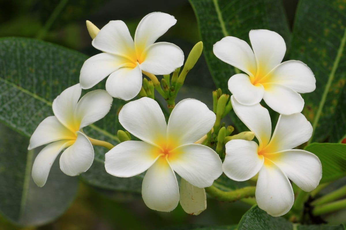 Les fleurs d'un frangipanier 