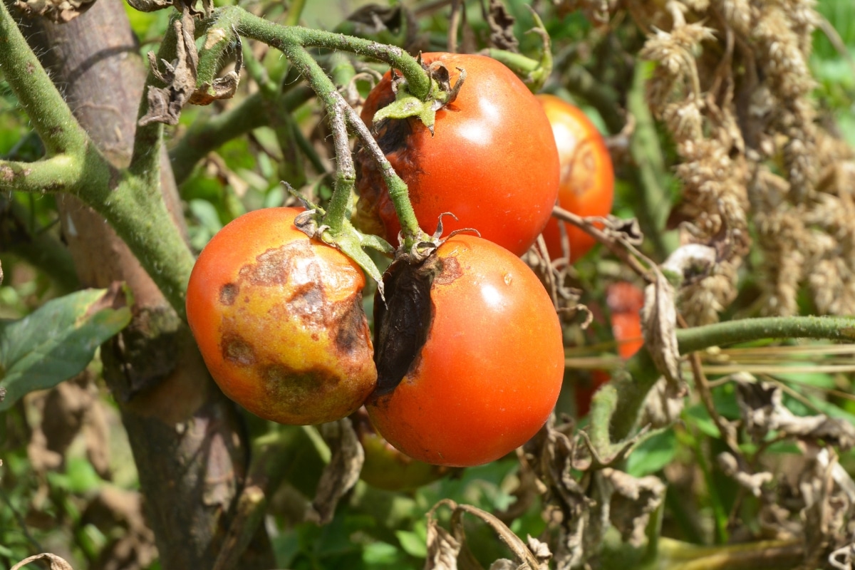 Mildiou sur les tomates