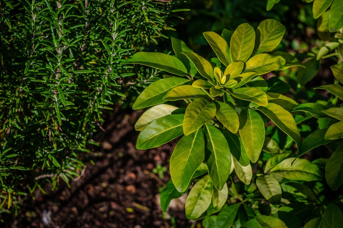 Oranger du Maxique au jardin 