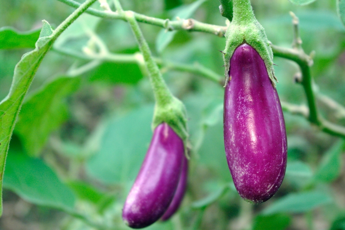 Cultiver des aubergines au potager