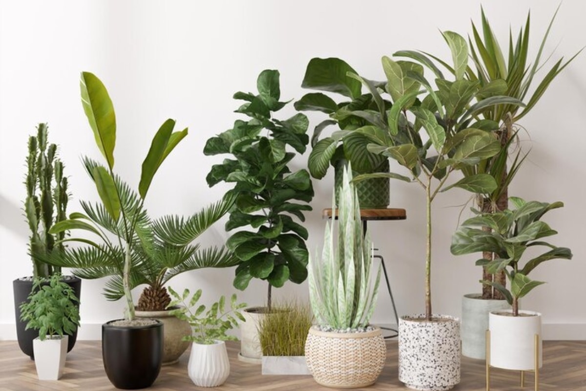 Plantes d'intérieur pour absorber l'humidité