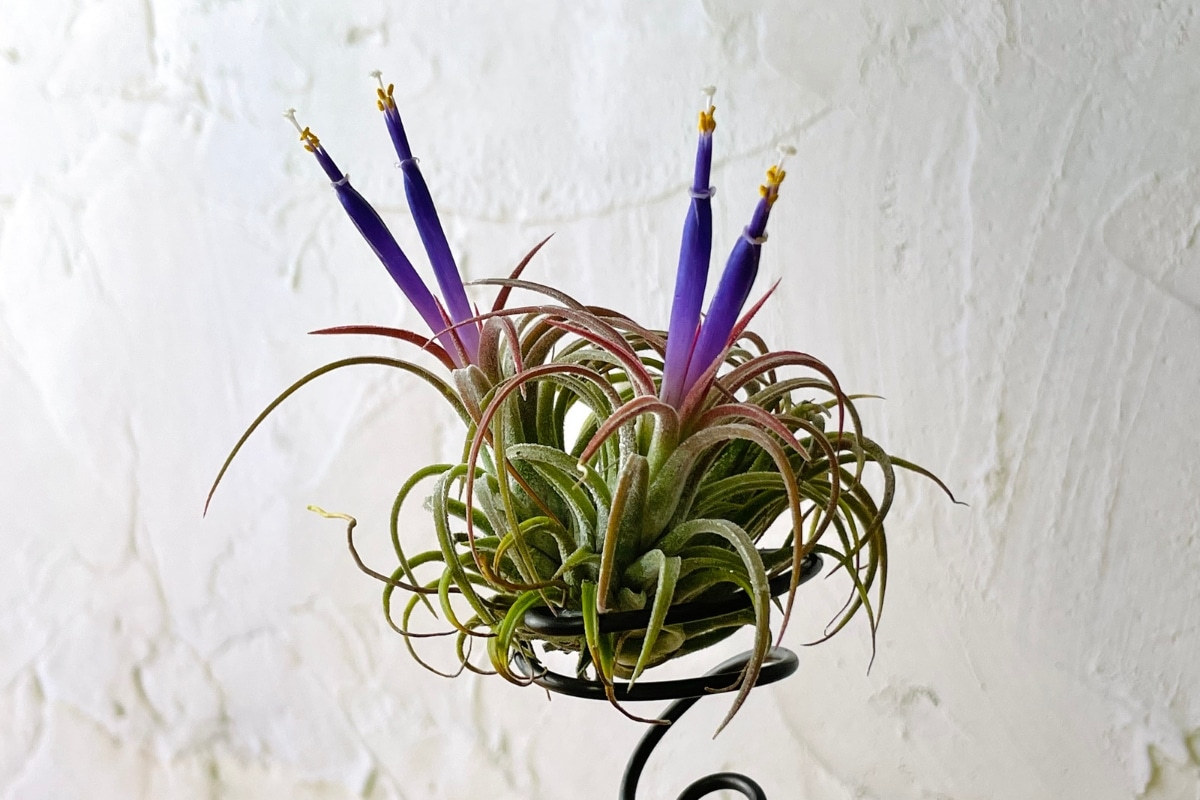 Tillandsia