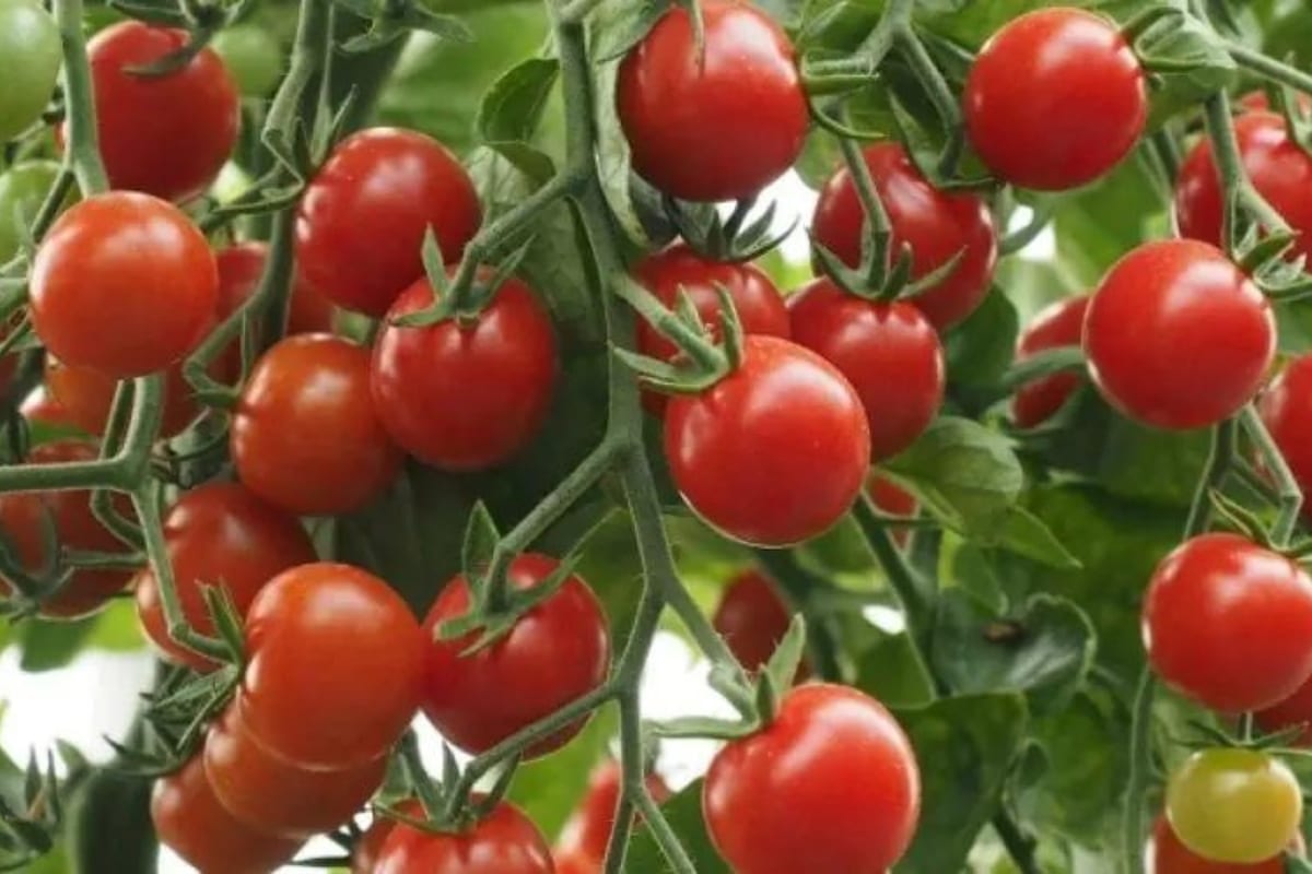 Tomates Crockini F1