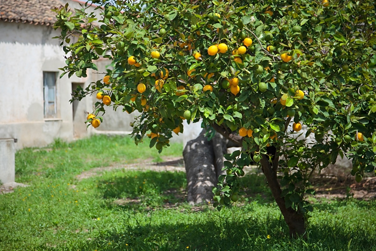 Un citronnier au jardin