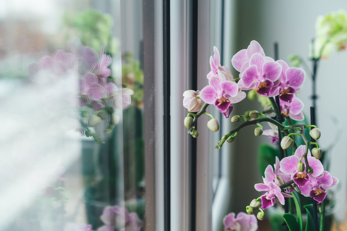 Votre orchidée est mal en point 4 conseils simples et efficaces pour la faire refleurir