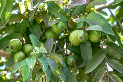 5 arbres fruitiers à planter en juin pour enrichir votre jardin