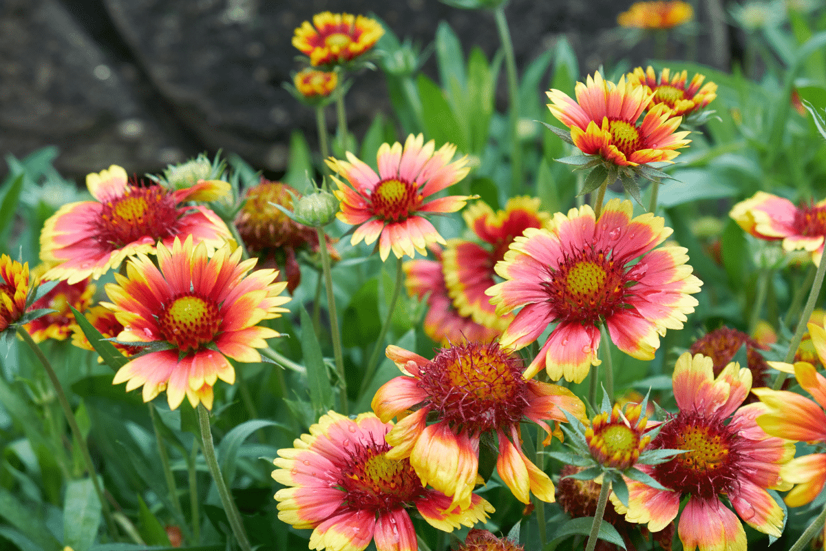 5 fleurs pour une explosion de couleurs au jardin
