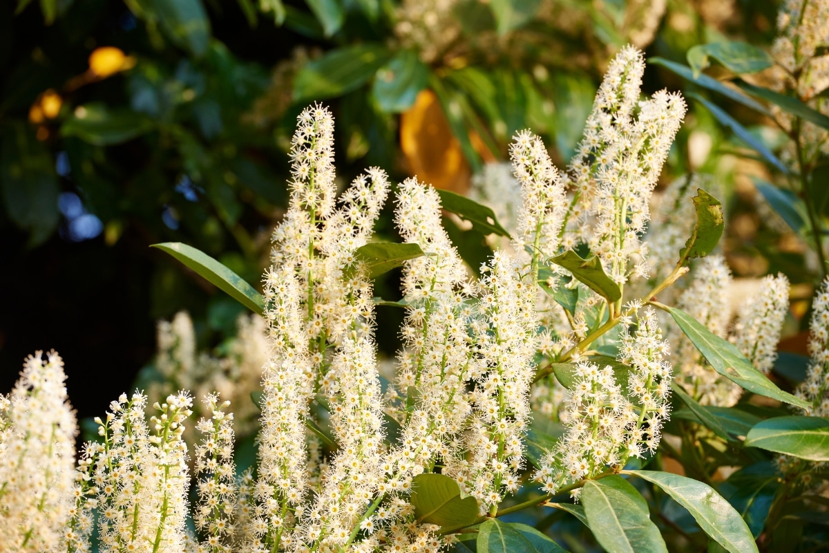 5 plantes à adopter en brise-vues pour un jardin à l'abri des regards indiscrets