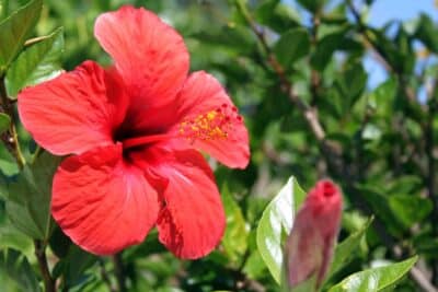 5 plantes compagnes pour sublimer vos hibiscus
