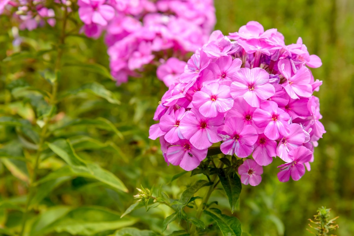 7 plantes à cultiver en rocaille