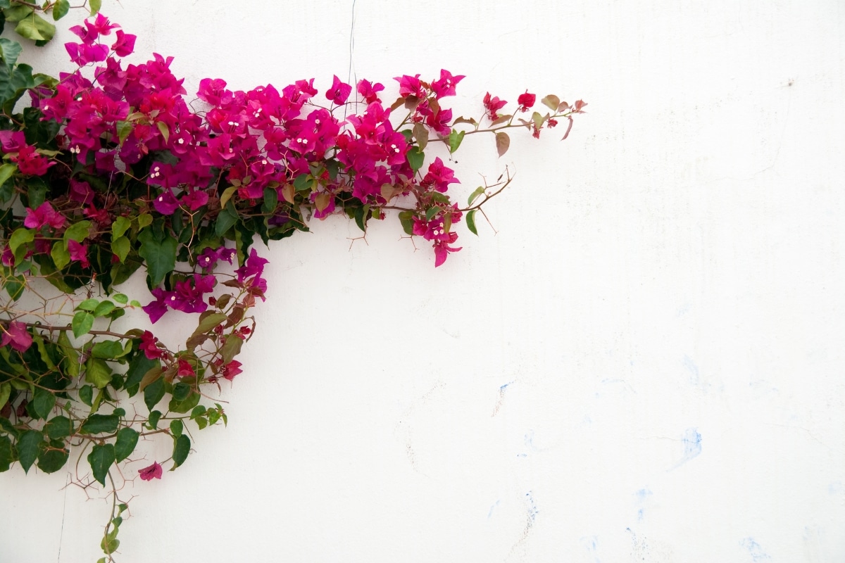 Bougainvillier sur un mur