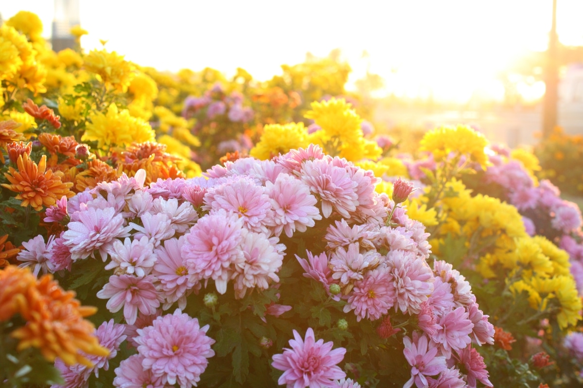 Chrysanthème comment l'entretenir durant l'été pour une floraison automnale éclatante