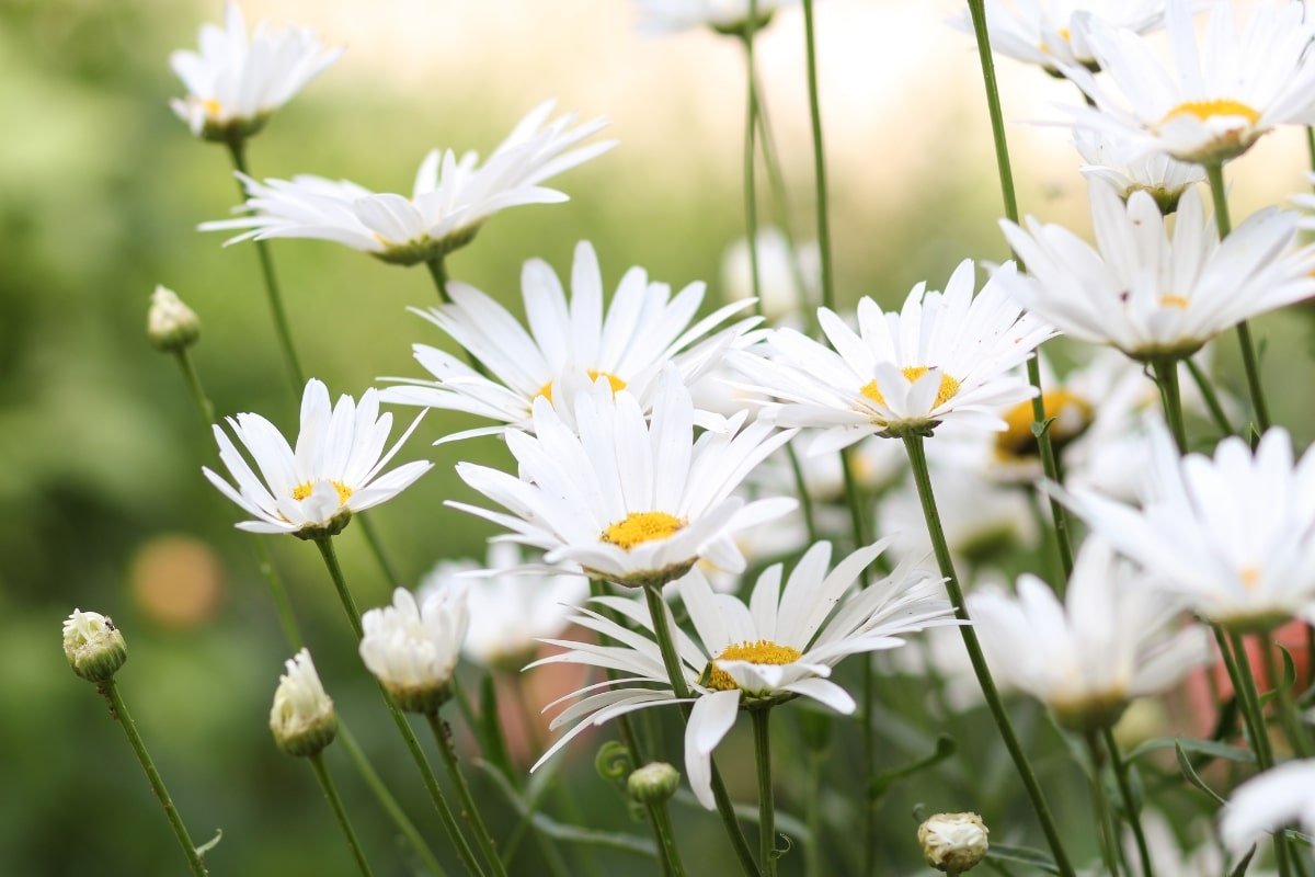 Comment cultiver la camomille dans votre jardin