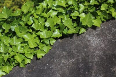 Comment limiter la croissance du lierre invasif dans votre jardin