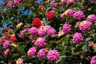 Comment planter le lantana pour une explosion de couleurs dans votre jardin ?