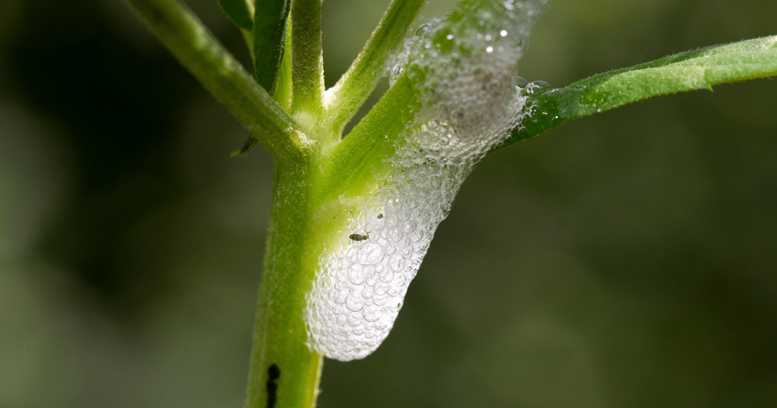 De la mousse blanche sur les plantes