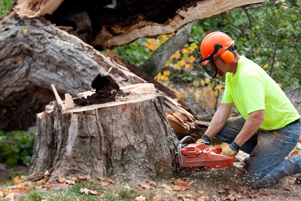 Dessouchage d'arbre pourquoi est-il obligatoire et comment le réaliser