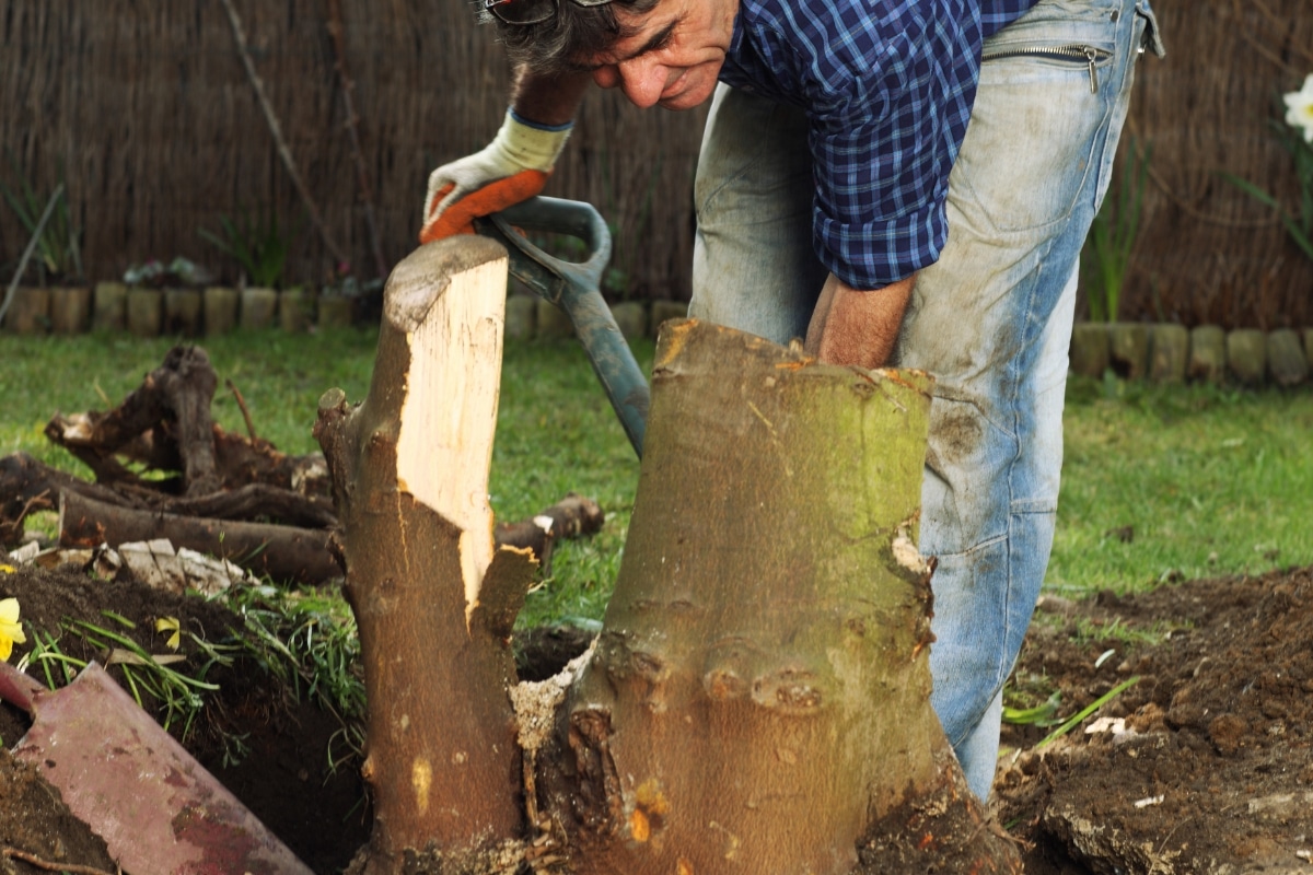 Dessouchage d'un arbre