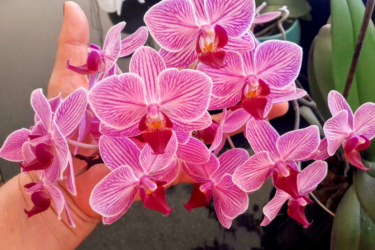 Entretien des Orchidées
