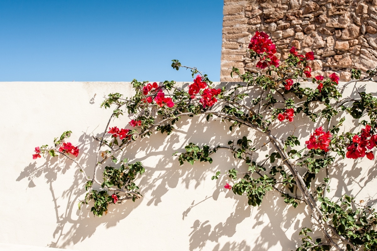 Faire grimper un bougainvillier sur un mur