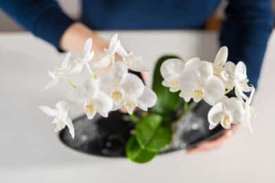 Fertiliser les orchidées quand et quel engrais choisir pour une floraison éclatante !