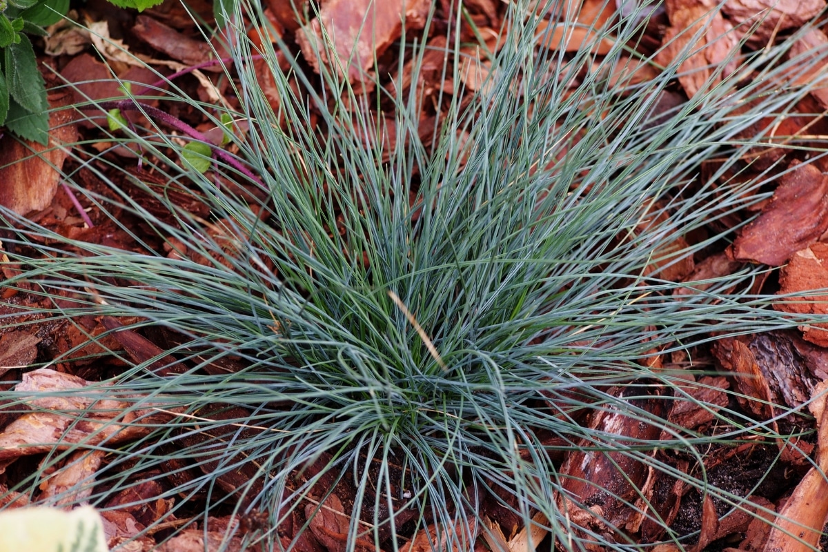 Fétuque bleue