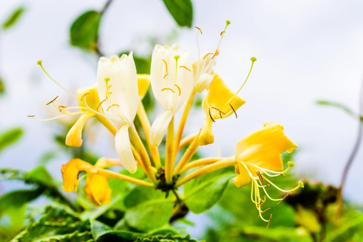 Fleurs de chèvrefeuille