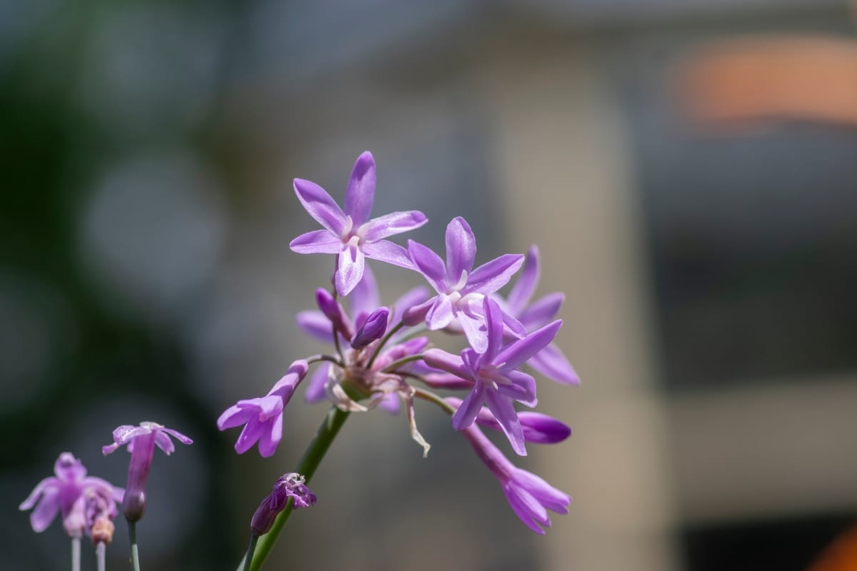 Fleurs de Tulbaghie violette