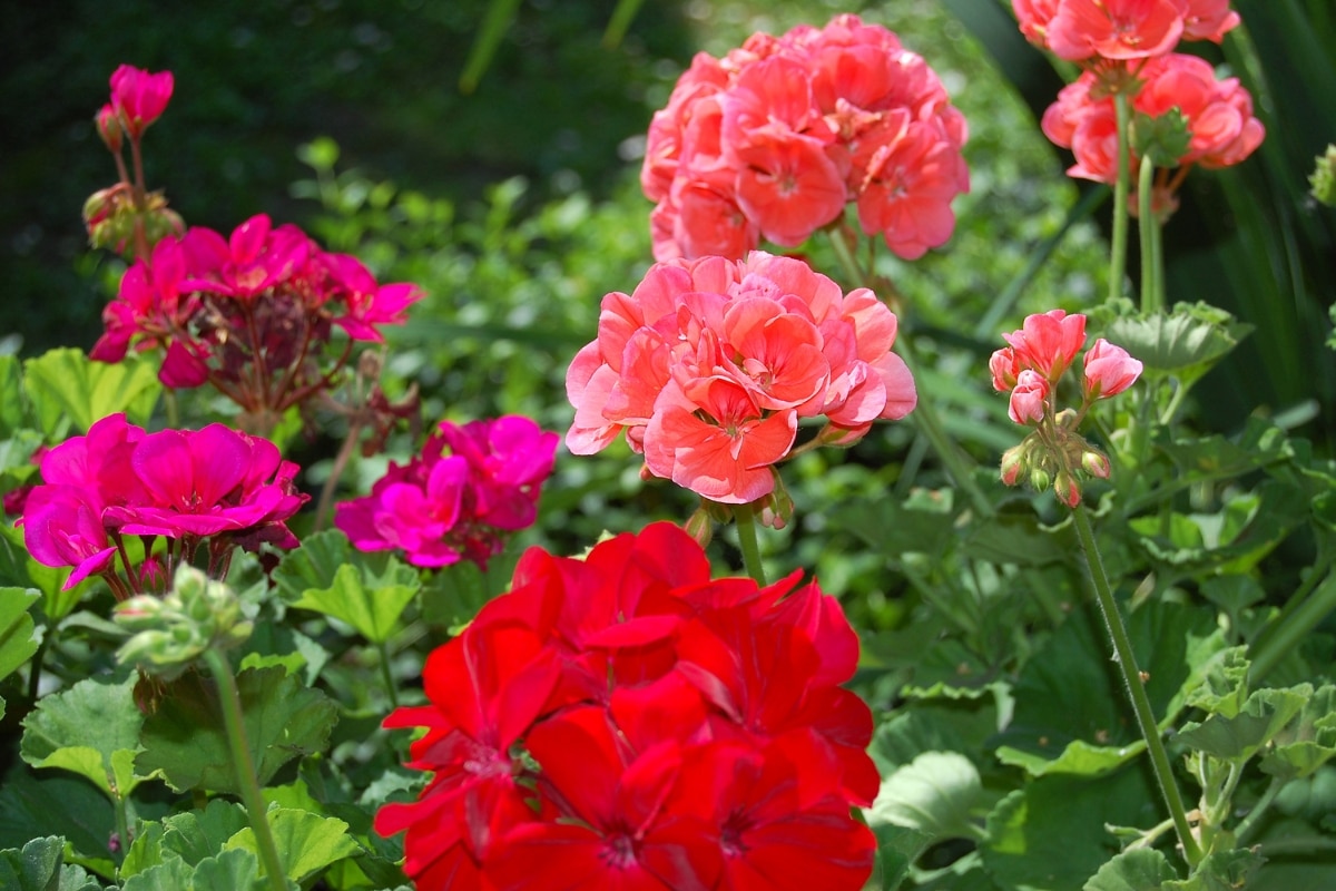 Géraniums : 3 variétés pour éloigner les moustiques et embellir votre jardin