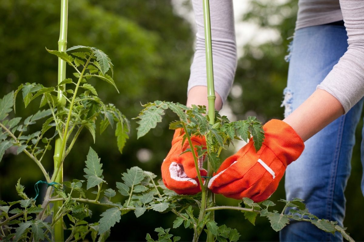 Installer des tuteurs pour vos plants de tomates