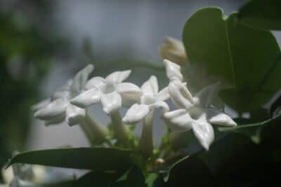 Jasmin de Madagascar ajoutez une touche de blanc à votre jardin avec cette fleur parfum