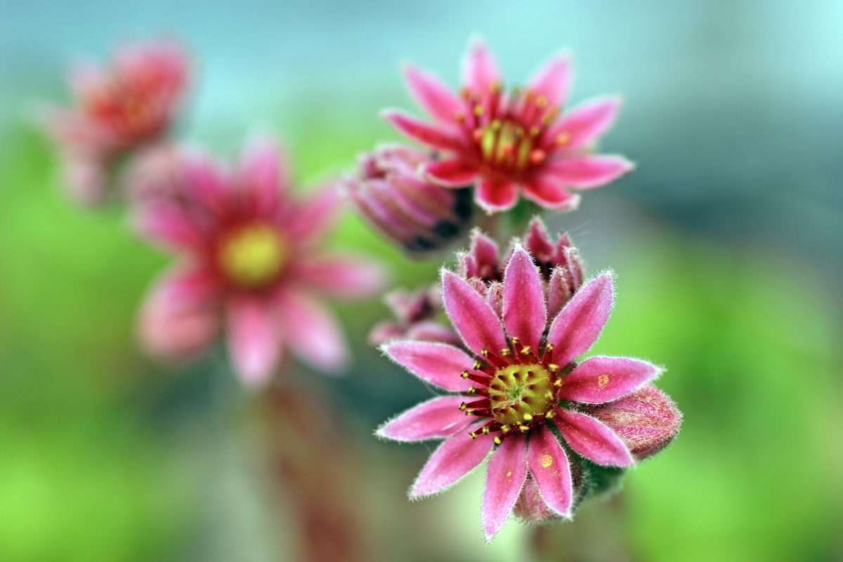 Joubarbe en fleurs