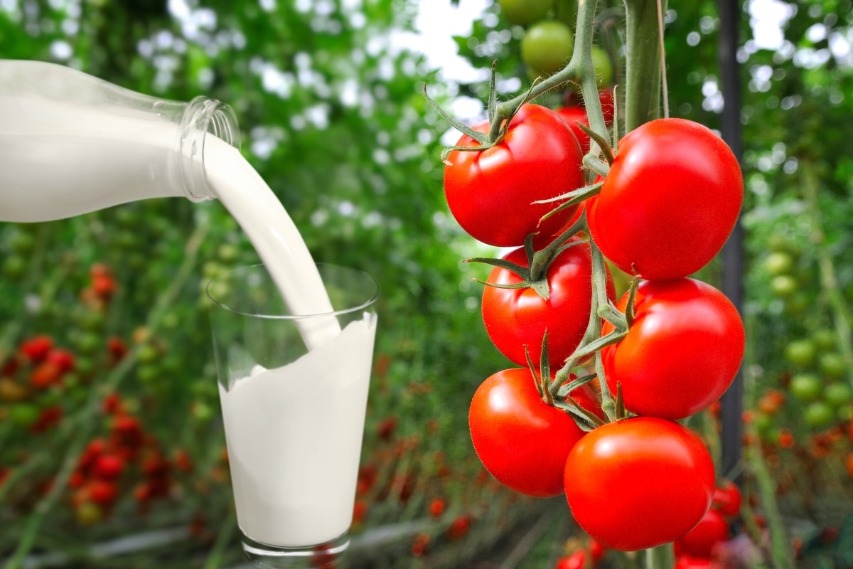 L'application du calcium sur les tomates