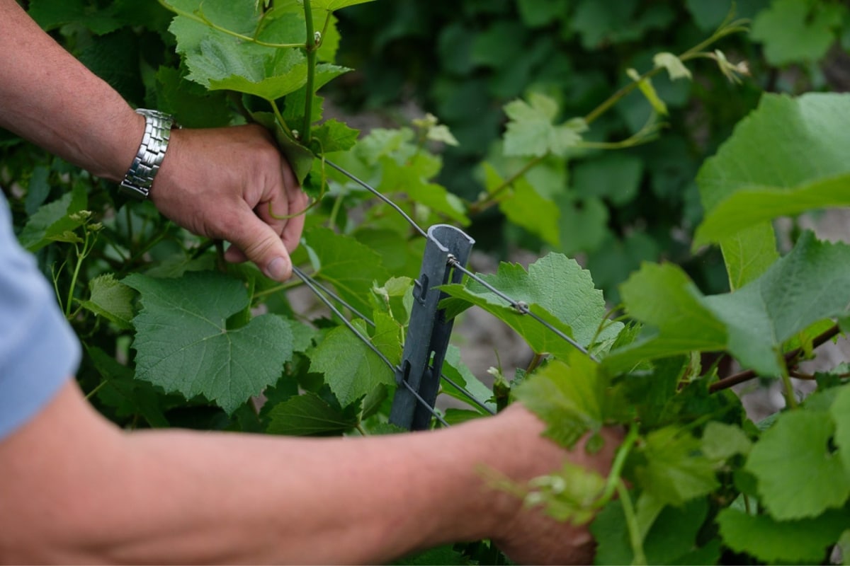 Le palissage une méthode pour optimiser la croissance et la récolte des plantes