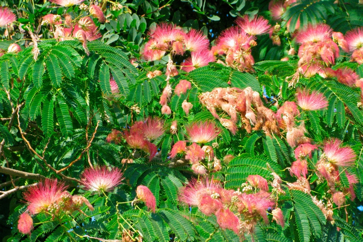 Les fleurs d'albizia